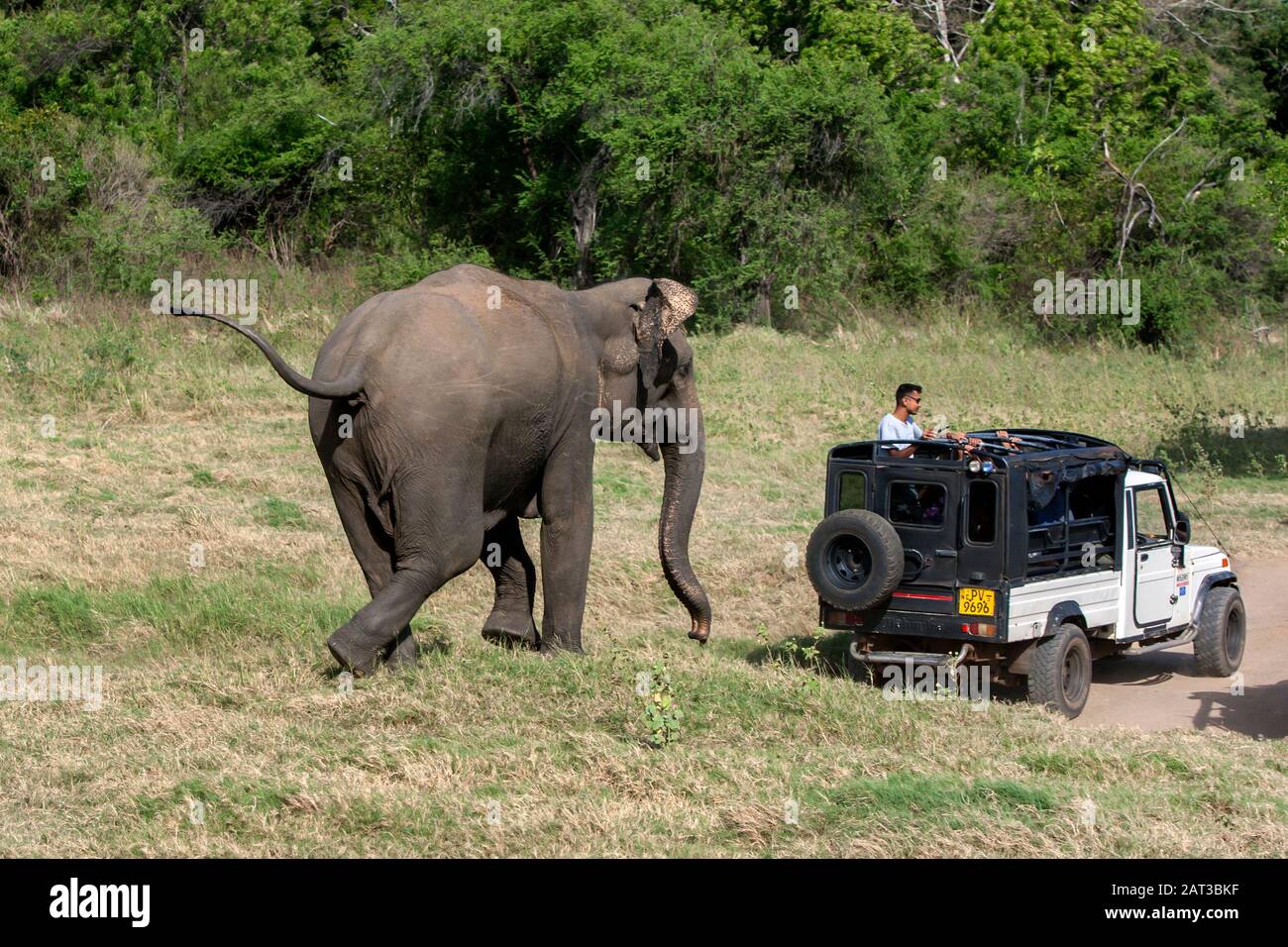 Un elefante selvaggio si ricarica verso una jeep da safari adiacente alla macchia di terra all'interno del Parco Nazionale di Minneriya nel centro dello Sri Lanka. Foto Stock