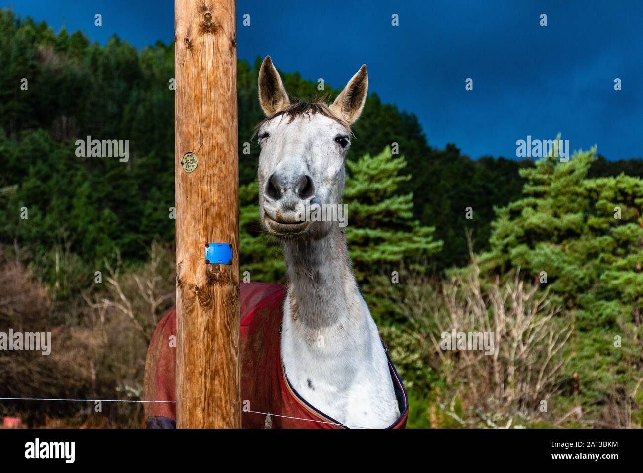 Un cavallo bianco che strizza e sorride alla macchina fotografica Foto Stock