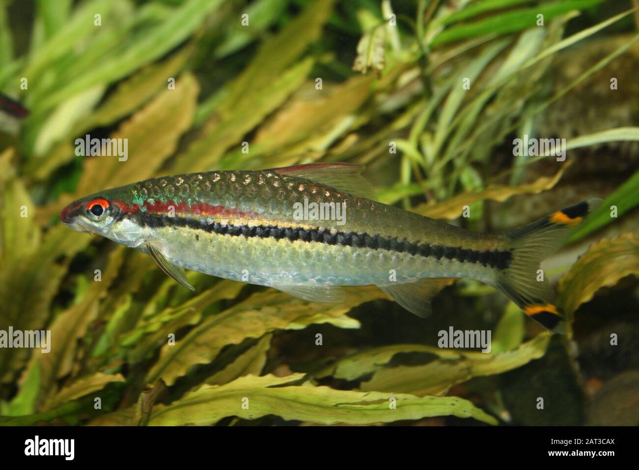 Linea rossa Torpedo Barb Sahyadria denisonii Foto Stock