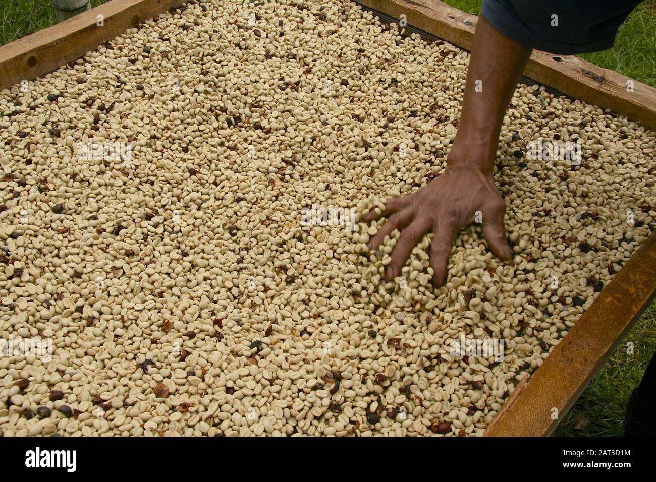 Persona che lavora con chicchi di caffè crudo verdi - pronto per tostatura Foto Stock