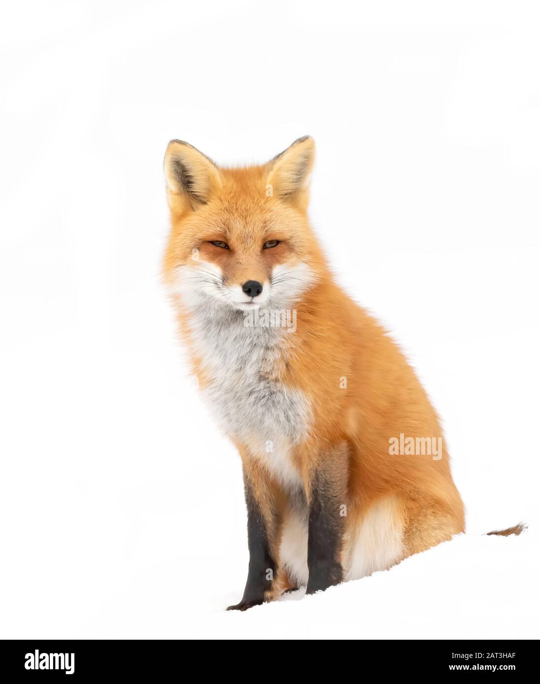 La volpe rossa Vulpes vulpes isolato su sfondo bianco con una coda folta la caccia nel fresco di neve caduti in Algonquin Park in Canada Foto Stock