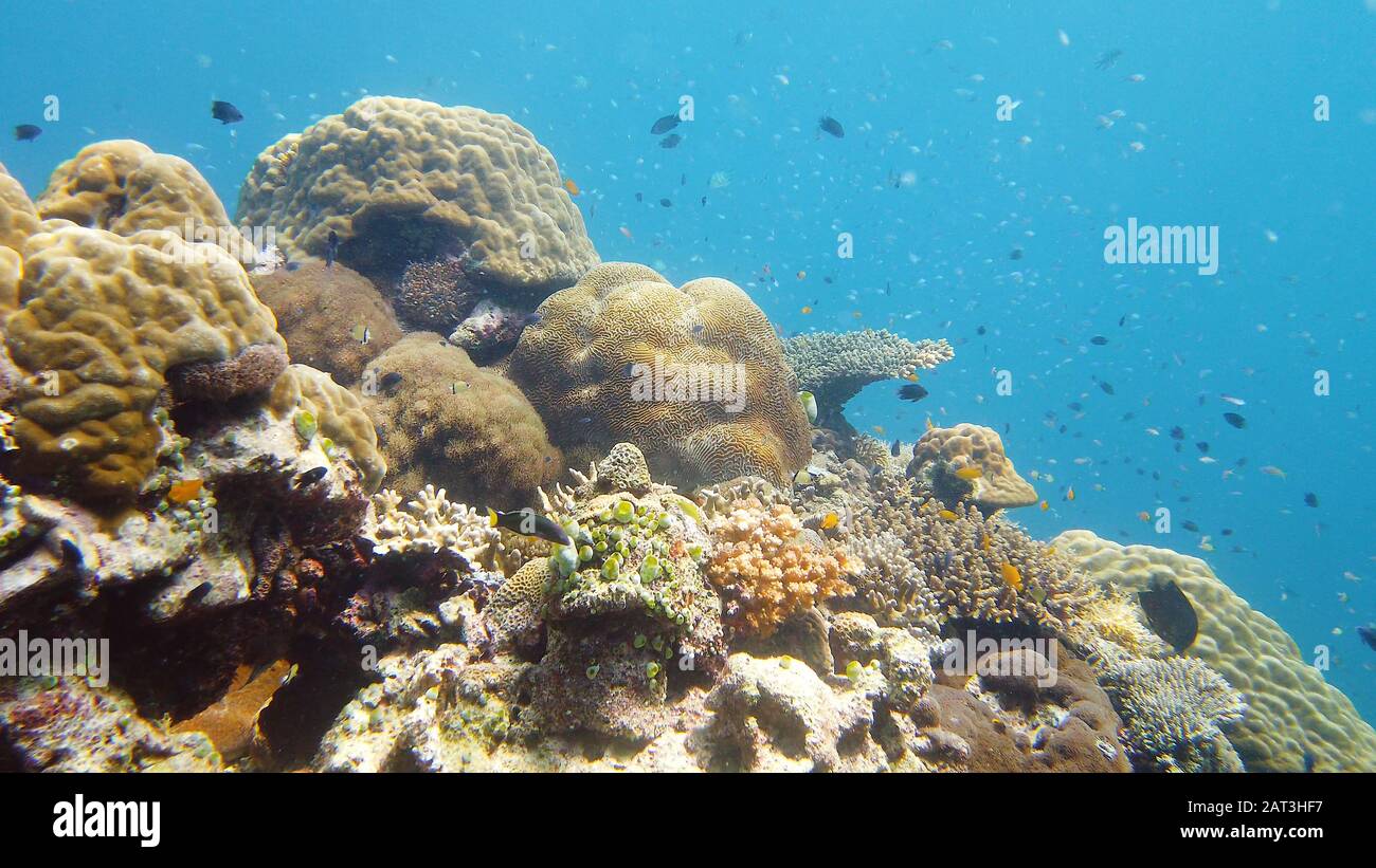 Pesci tropicali e barriera corallina, riprese subacquee. Condimento sotto acqua. Leyte, Filippine. Foto Stock