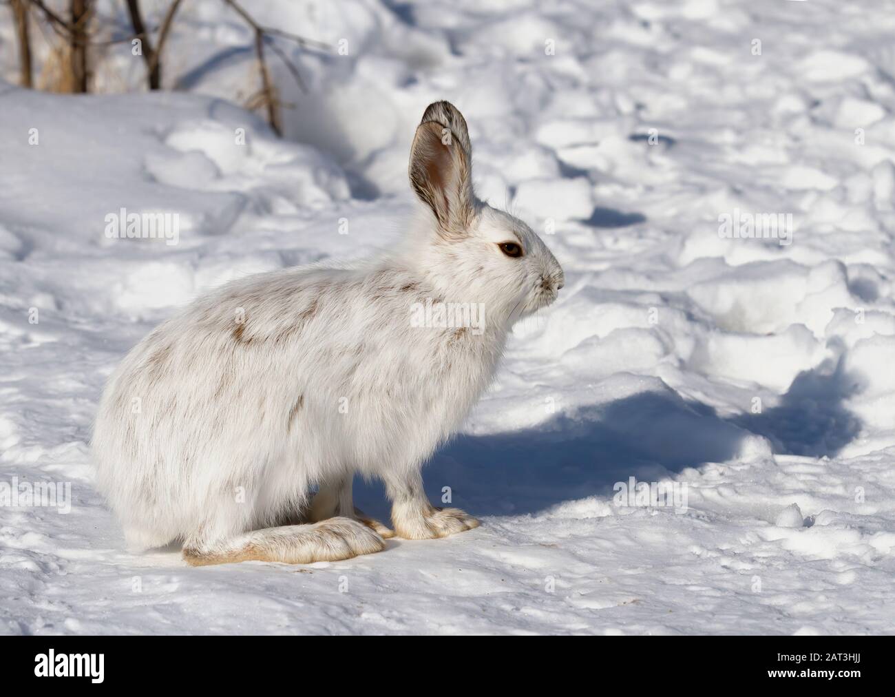 Bianco Snowshoe lepre o Variante hare closeup in inverno in Canada Foto Stock