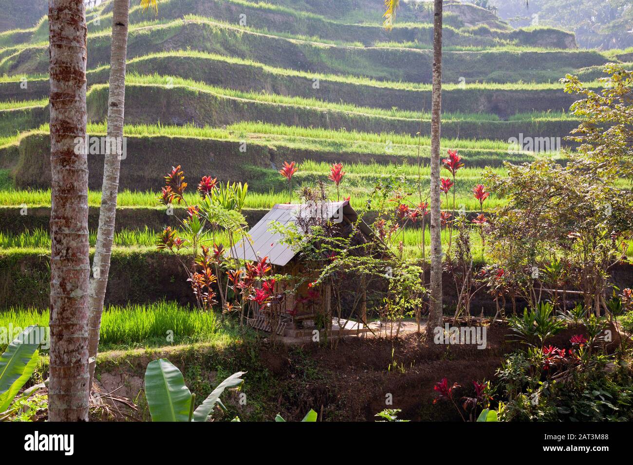 Indonesia, Bali, Tegualang Rice Terraces Vicino A Ubud Che Mostra Bamboo Hut Foto Stock