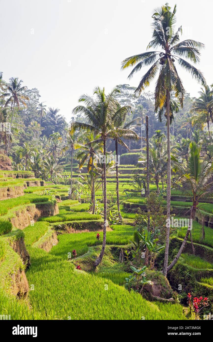 Indonesia, Bali, Terrazze Di Riso Tegalalang Vicino A Ubud Foto Stock