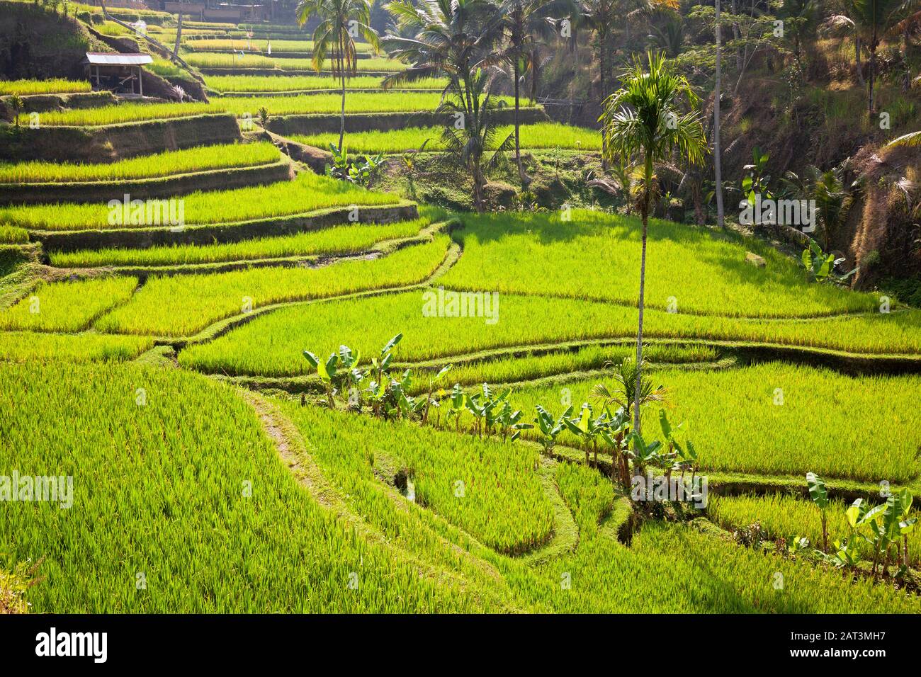 Indonesia, Bali, Terrazze Di Riso Tegalalang Vicino A Ubud Foto Stock