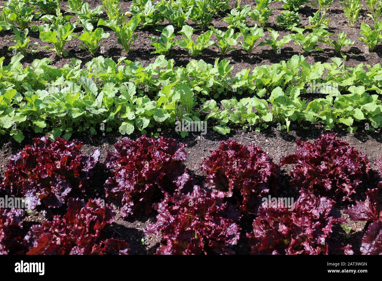 Orto piantando sotto sole in primavera Foto Stock