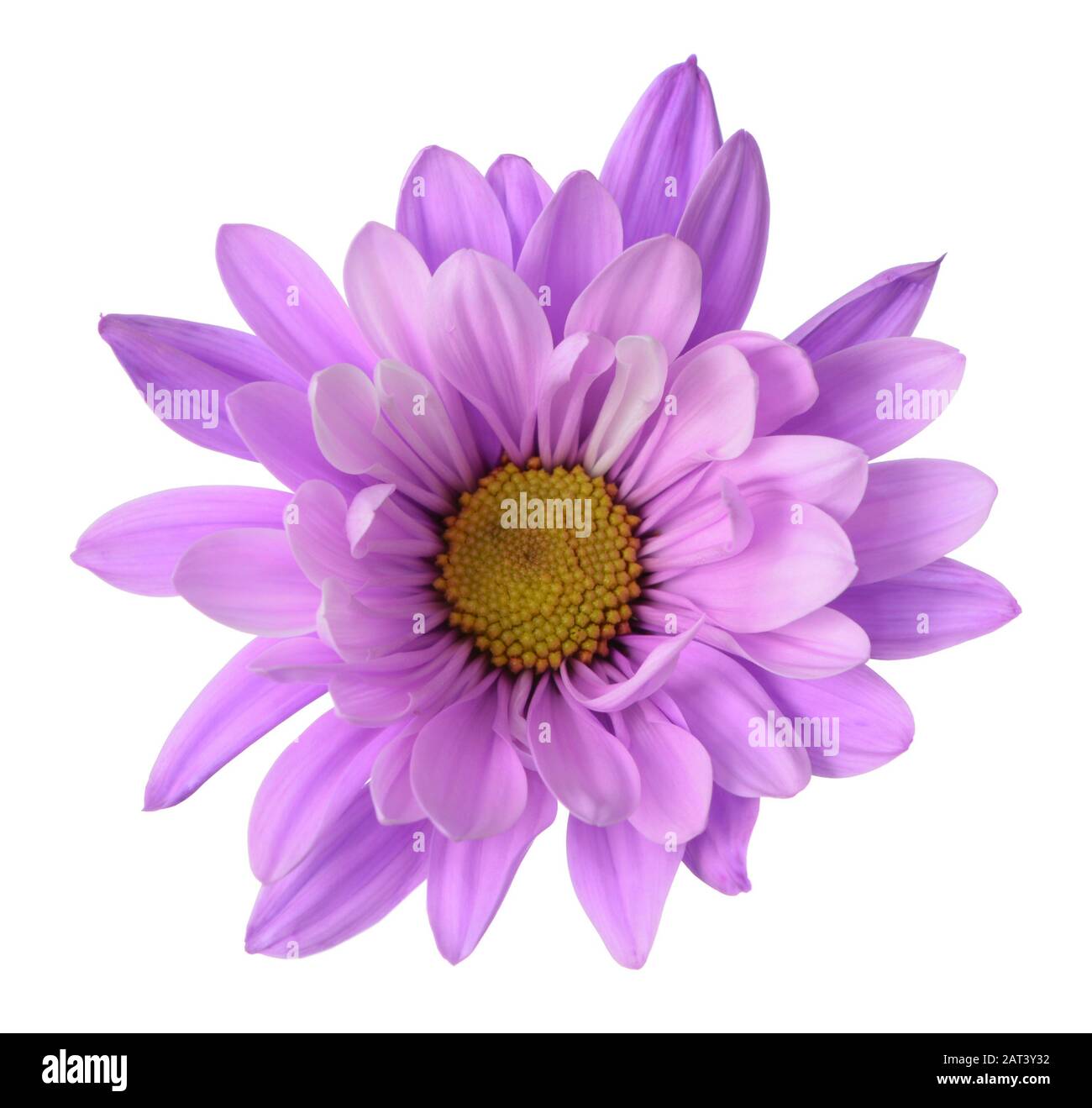 Singolo viola margherita fiore isolato su bianco Foto Stock