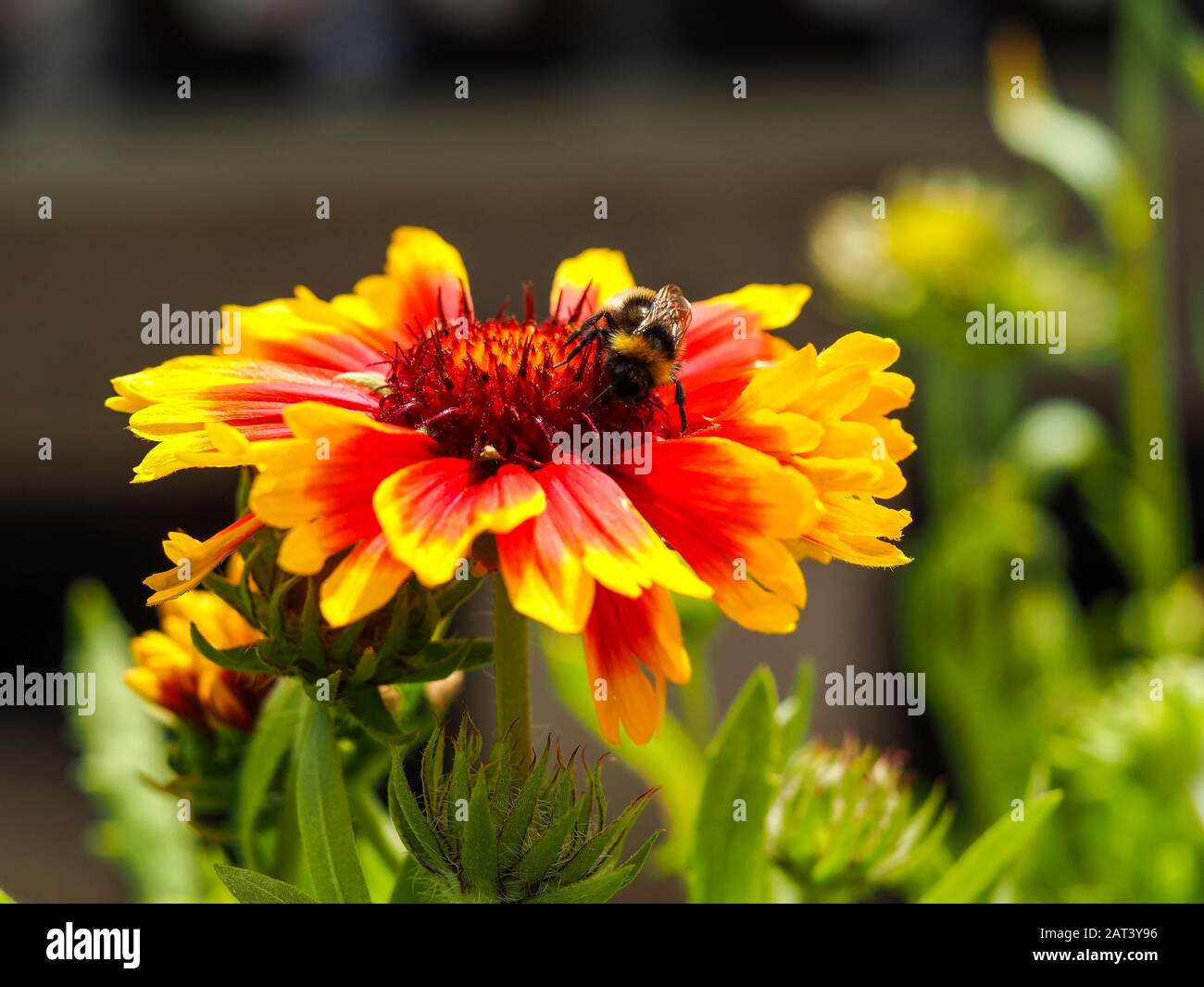 Closeup di un arancio brillante e giallo Gaillardia x fiore grande flora con un impollinatore di ape miele Foto Stock