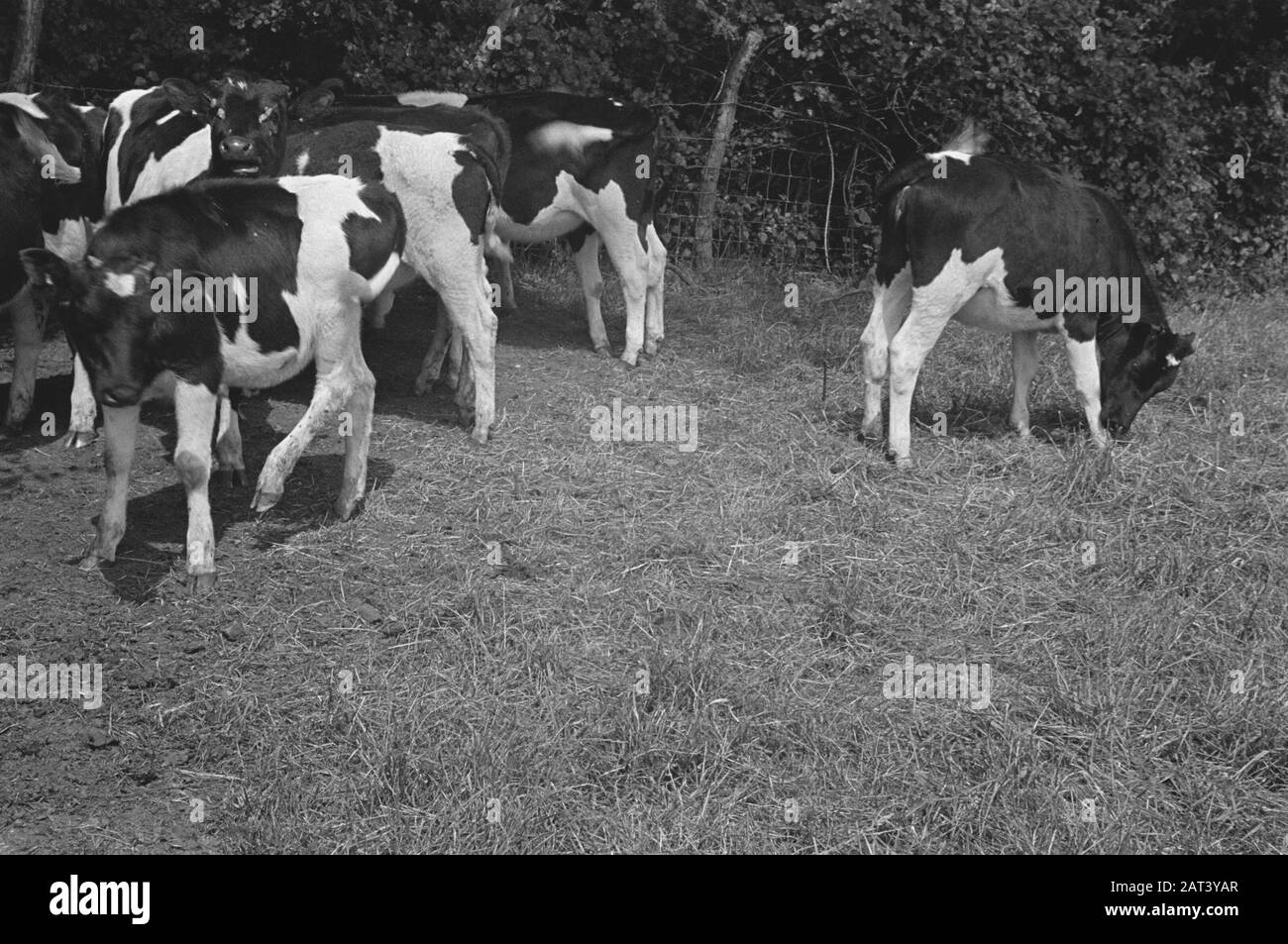 Nel 1938 l'Olanda aveva circa 1,5 milioni di vacche da latte, producendo in media 1000 galloni di latte ogni anno, con un contenuto di grassi di 3,56. Molte vacche e tori campione sono stati esportati per stabilire nuove mandrie in diversi paesi. I due armenti più antichi d'Inghilterra sono Il Terling e la mandria di Lavenham, che conta oltre 1500 capi presso le aziende agricole di Lord Ralleigh in Essex. Queste mandrie - attestate e tubercolina testata - hanno contato molti campioni, vincendo i primi premi alle fiere del settore lattiero-caseario già in tutto il paese. Vitelli, Per Lo Più Da Lavenham Jannol Data: Giugno 1943 Luogo: Essex, Gran Bretagna Parole Chiave: Foto Stock