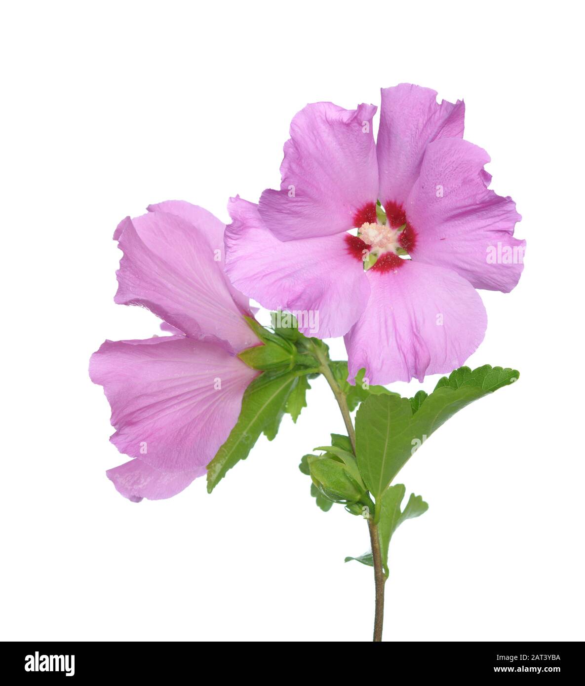 Fiori di ibisco, la famiglia di malva, Malvaceae Foto Stock