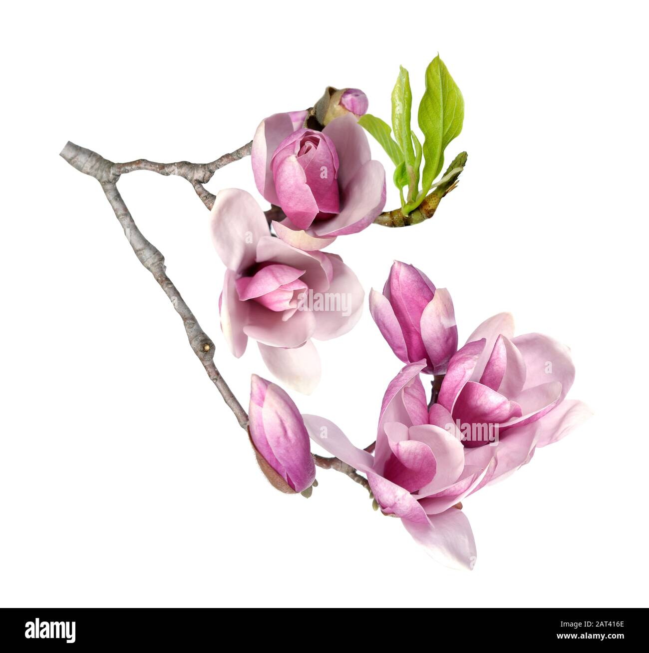 Rosa fiori di magnolia isolati su sfondo bianco Foto Stock