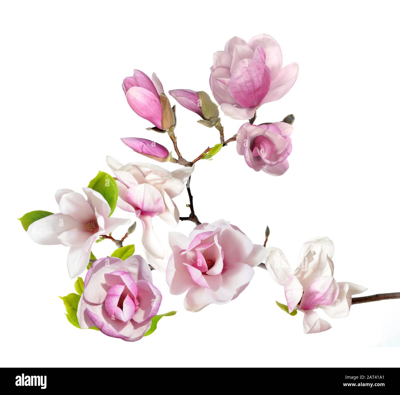 Rosa fiori di magnolia isolati su sfondo bianco Foto Stock