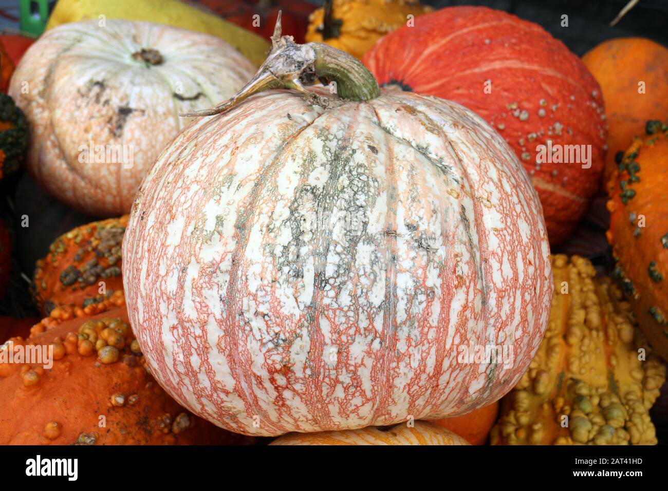 Zucche di formaggio e bumpy al mercato Foto Stock