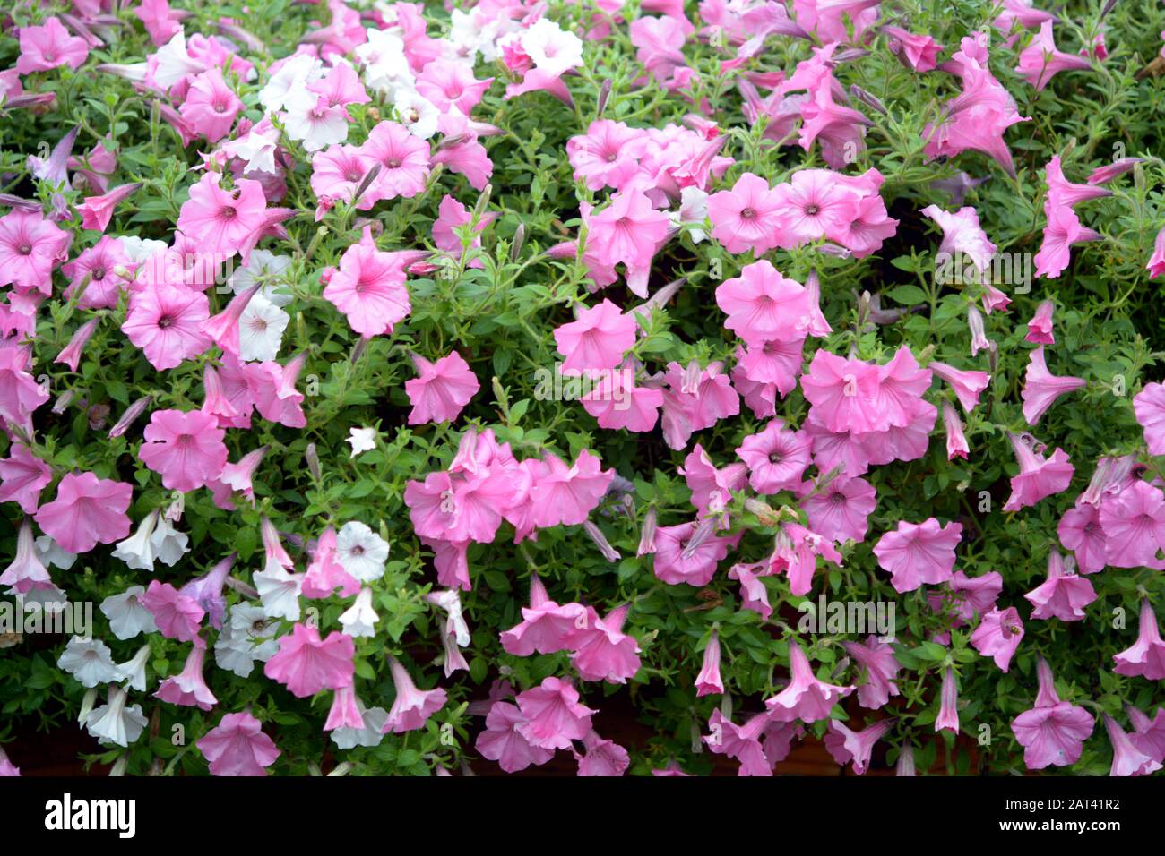 Sfondo con un sacco di fiori di petunia Foto Stock