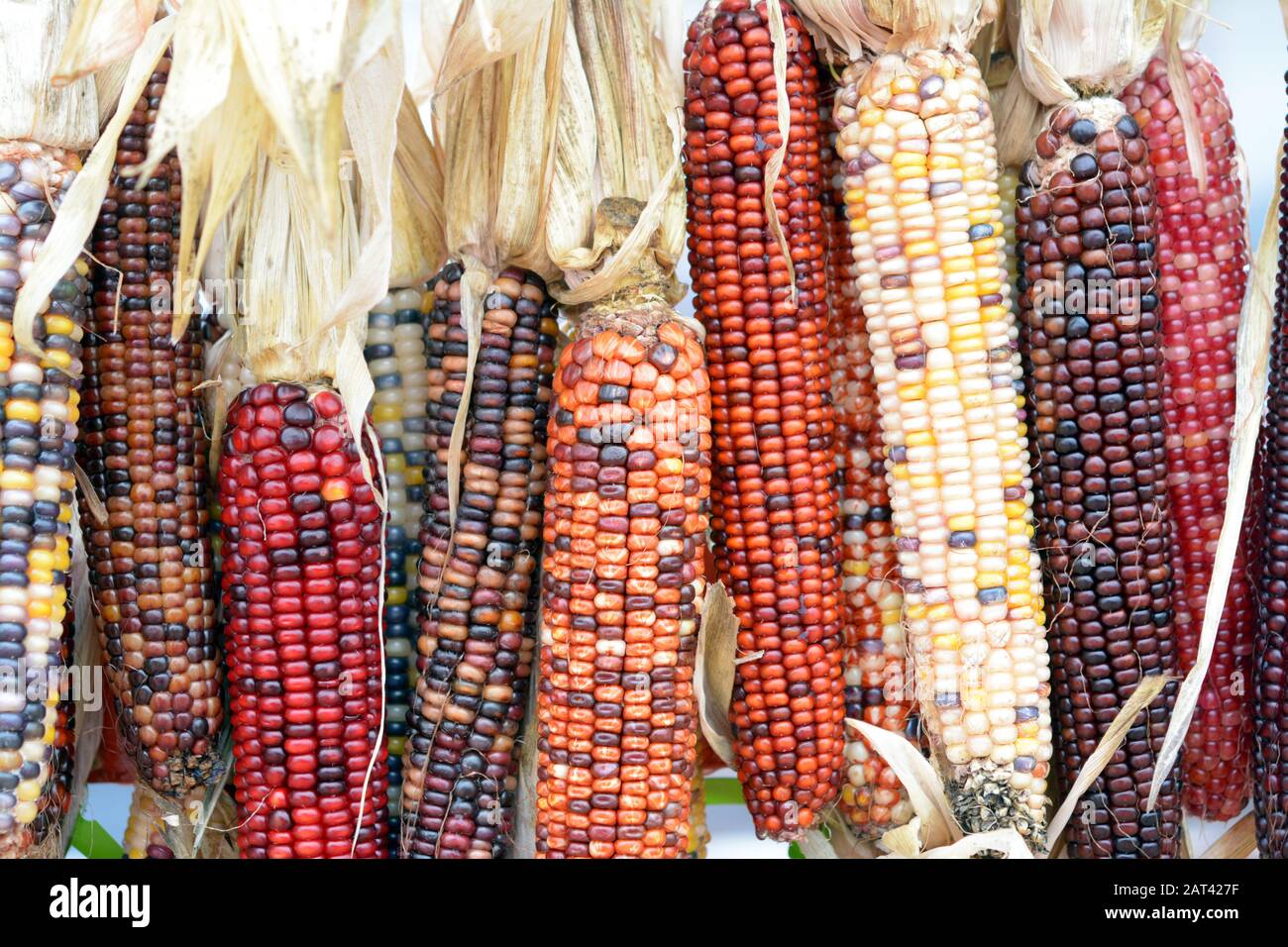 I cornicione secchi sono appesi per le decorazioni natalizie Foto Stock