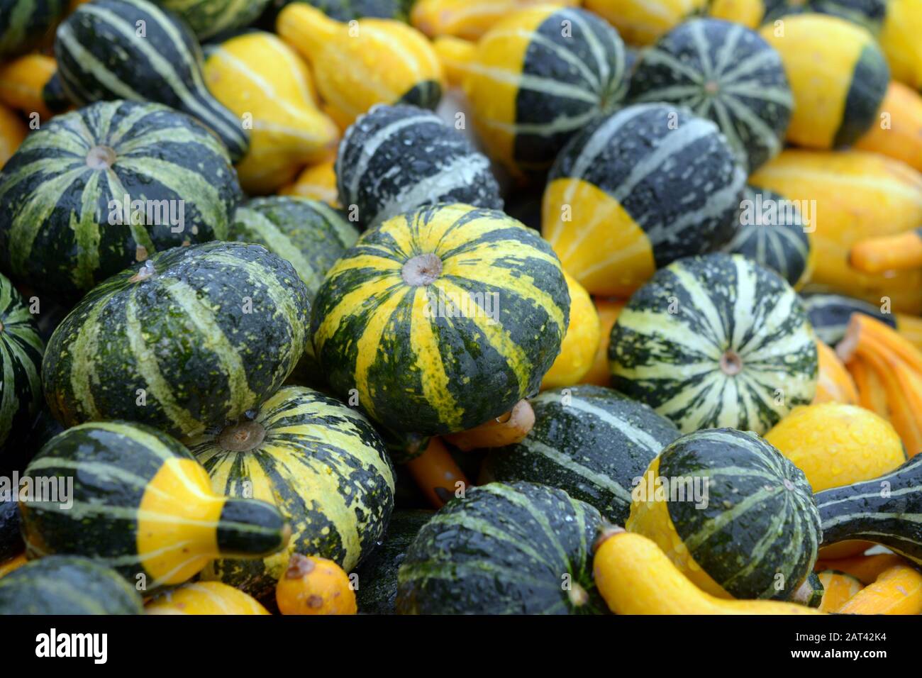 Zucca liscia e zucca butterCup al mercato Foto Stock
