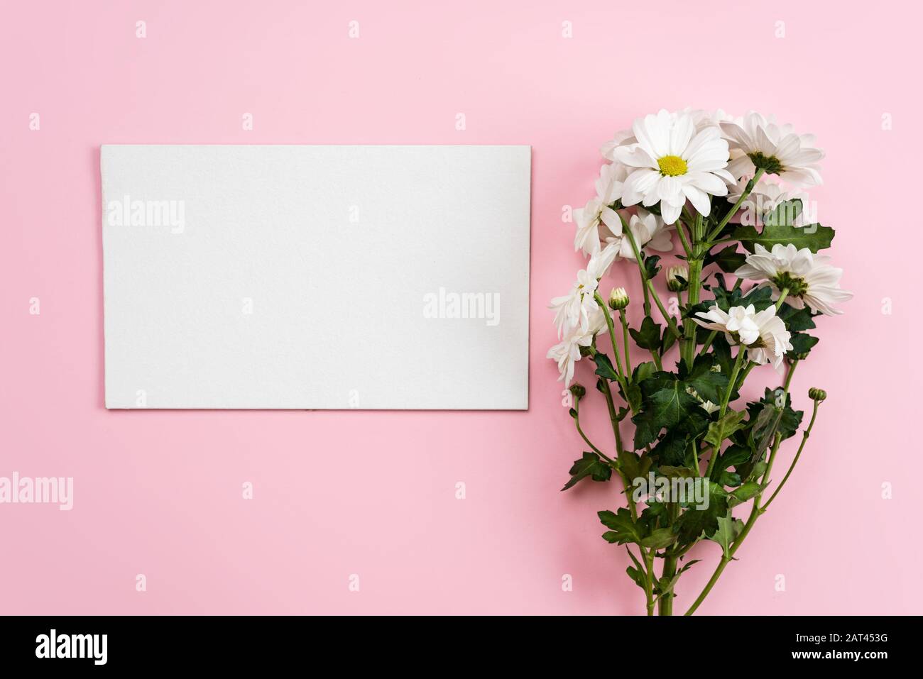 Camomiles freschi e foglio bianco vuoto su sfondo rosa. - Copia spazio a sinistra Foto Stock