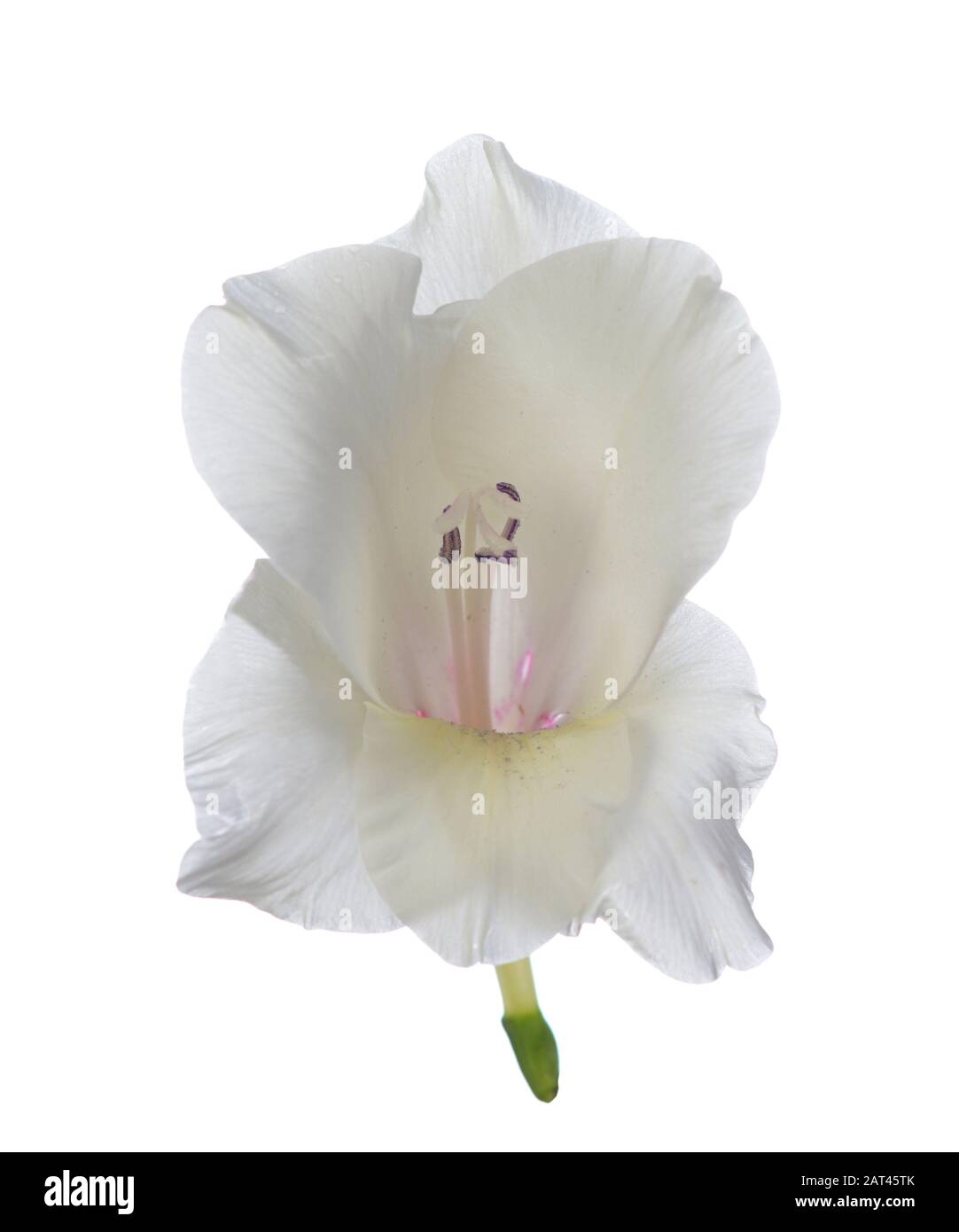 Singolo bianco gladiolo fiore isolato su sfondo bianco Foto Stock