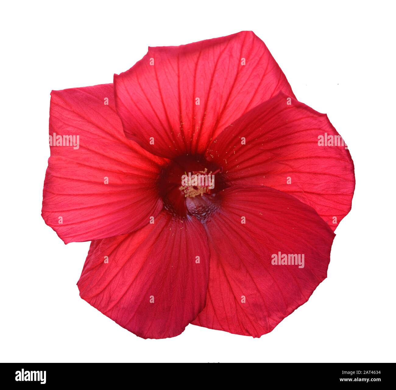 Un bel fiore di ibisco isolato su bianco Foto Stock