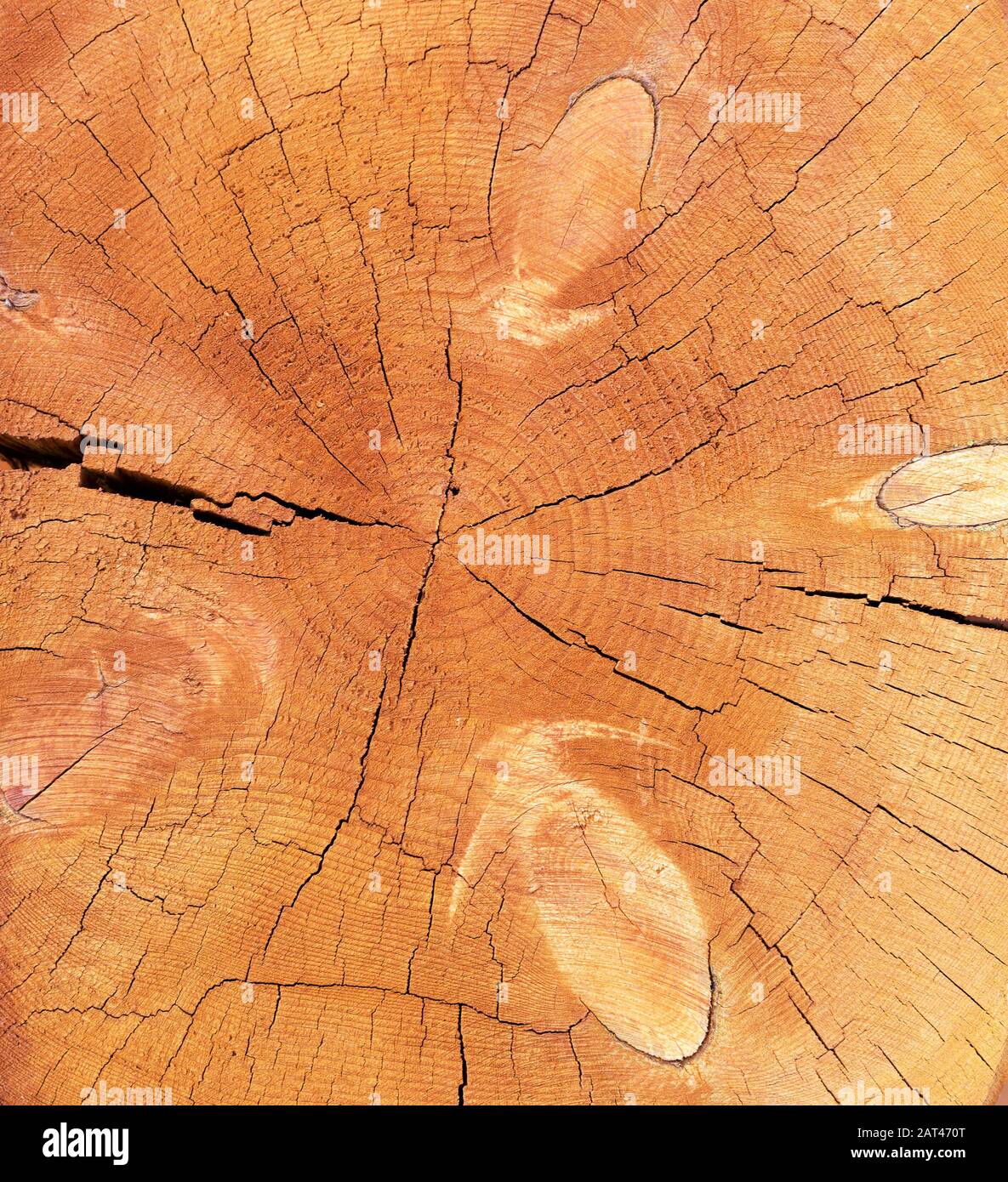 Moncone in legno. Tagliare l'albero con gli anelli come una struttura di legno. Sfondo astratto come fetta di legno legno naturale. Foto Stock