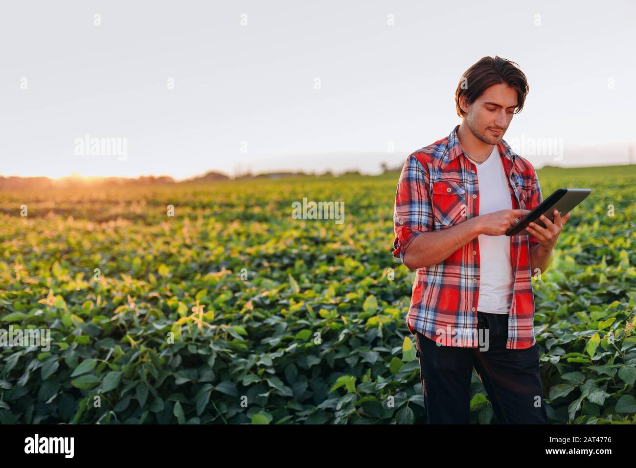 Agronomo in piedi sul campo tenendo un ipad e guardando nello schermo. -Immagine Foto Stock