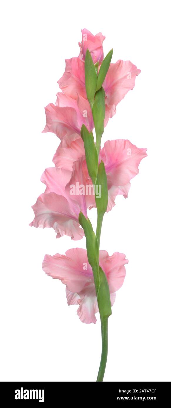 Vista posteriore del fiore Gladiolus rosa isolato su sfondo bianco Foto Stock