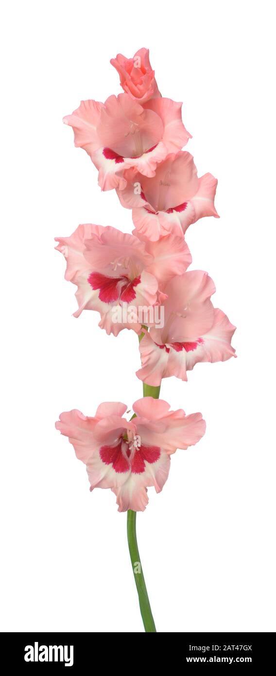 Rosa Gladiolo fiore isolato su sfondo bianco Foto Stock