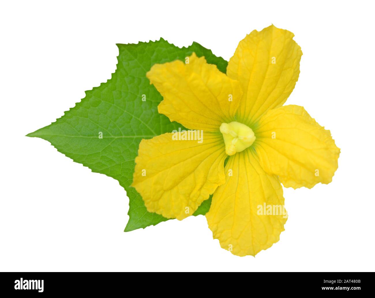 OPO fiore di zucca isolato su bianco Foto Stock