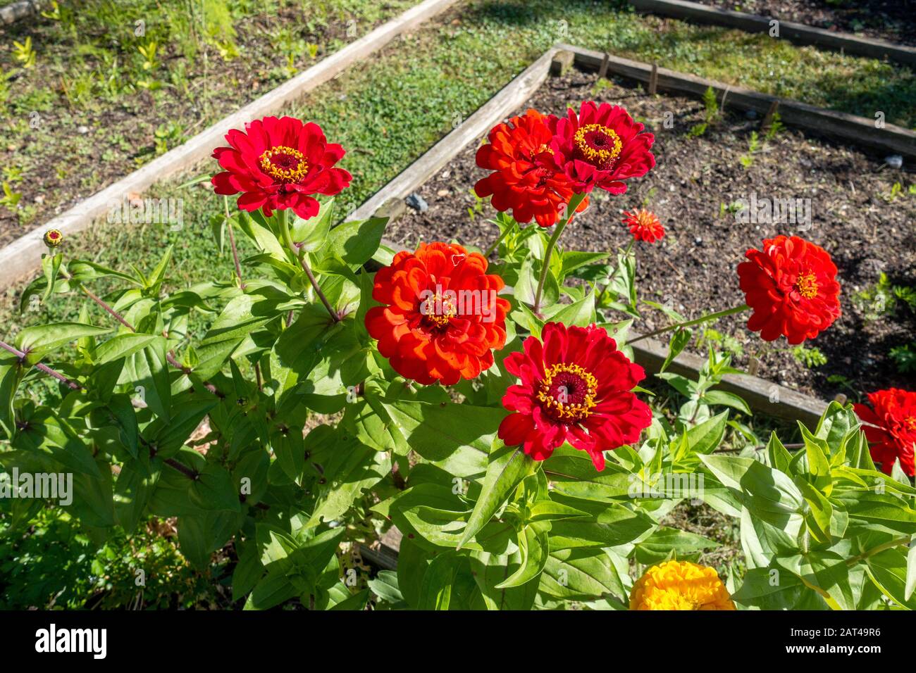 Rosso Zinnia elegans fiori Foto Stock