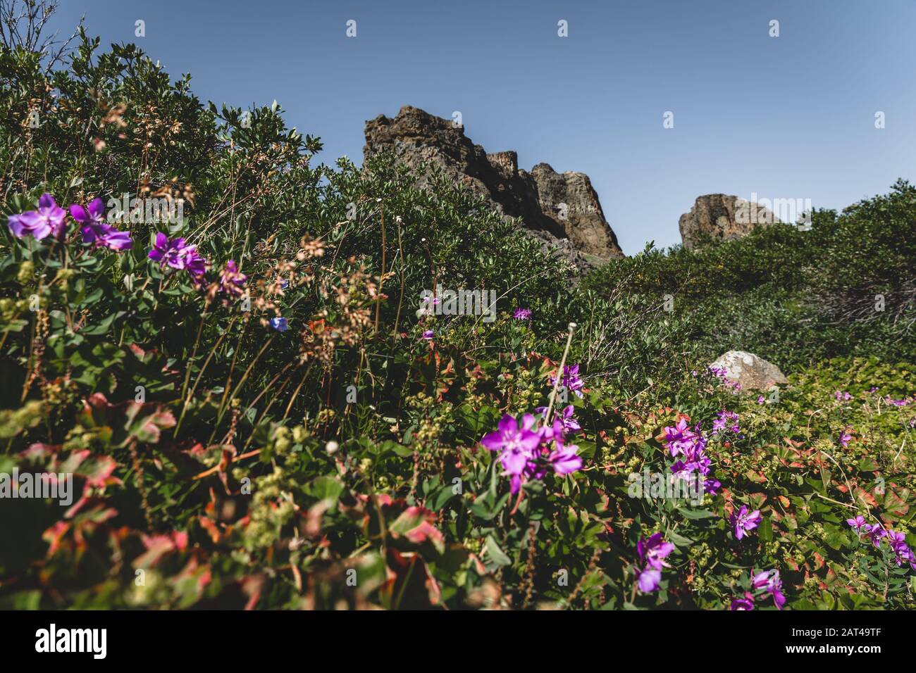 Fiori nel paesaggio artico della baia di Disko in Greeland in estate. Cielo blu e prati verdi. Arctic Circle Trail con le montagne del tempio. Disko Foto Stock