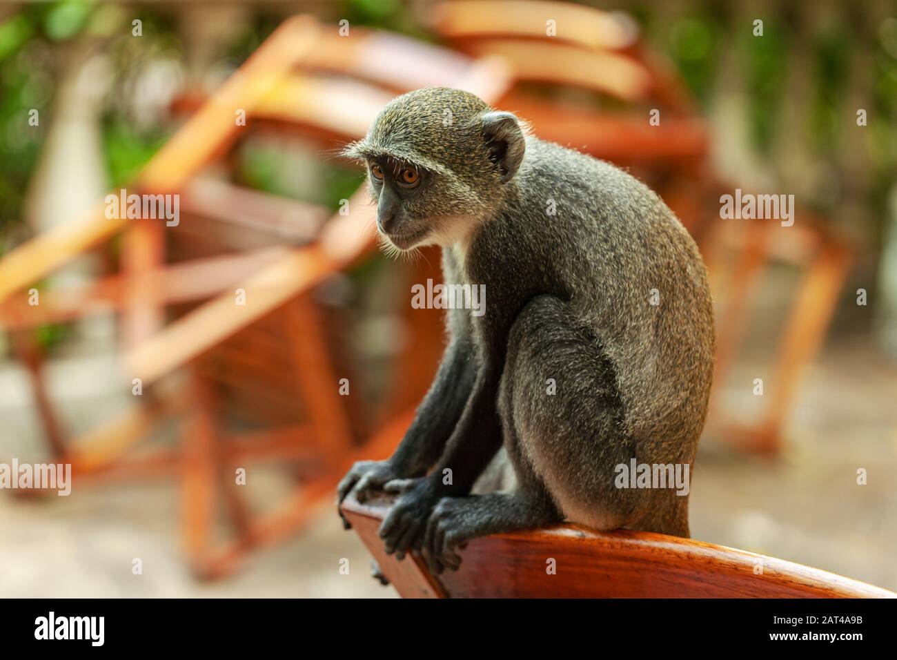 Una scimmia Sykes seduta in un ristorante all'aperto a Ukunda (Kenya) Foto Stock