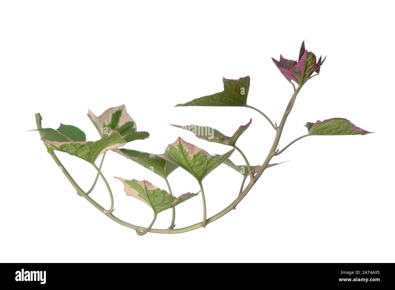 Foglie di patate dolci isolate su bianco Foto Stock