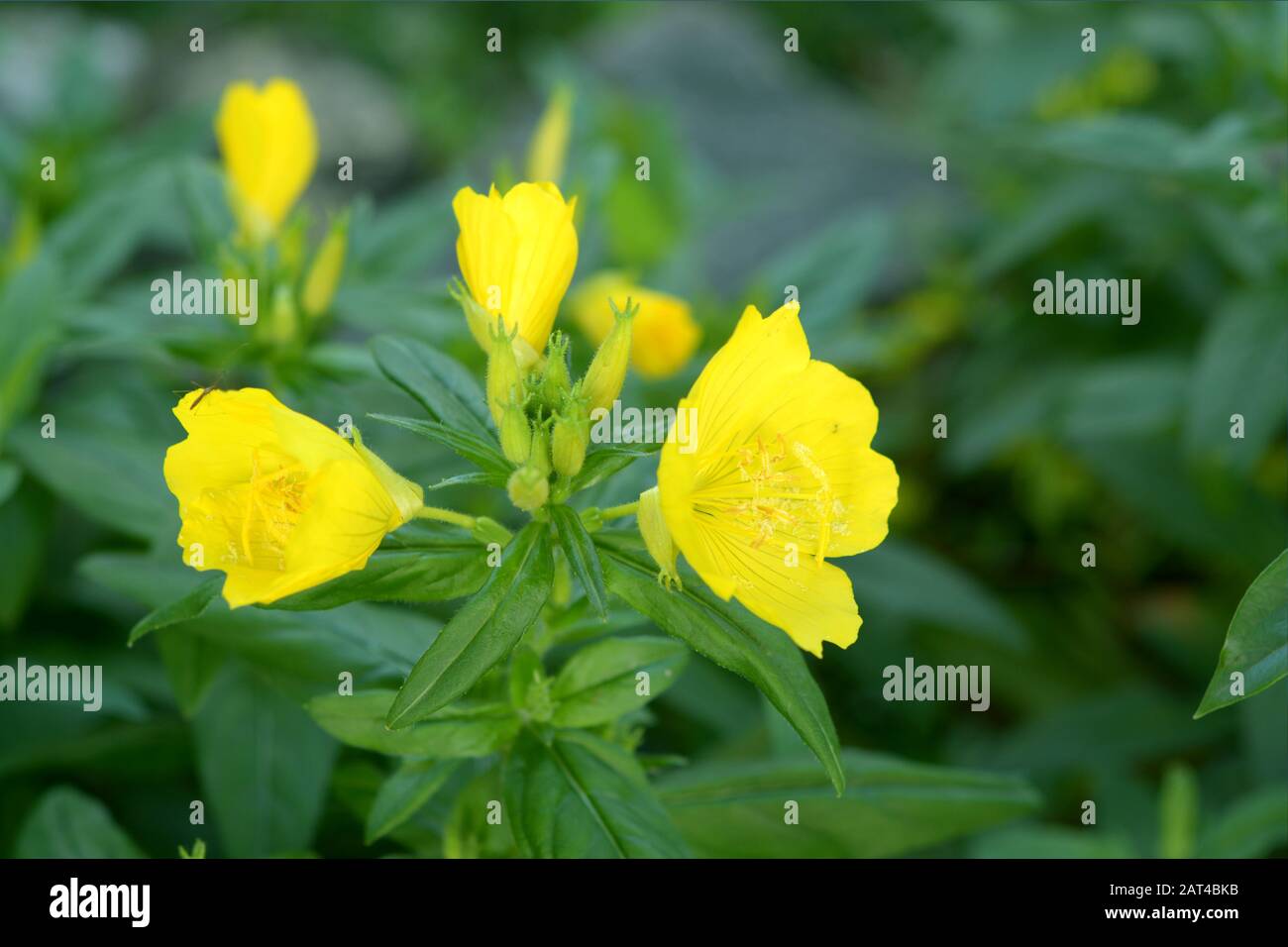 Giallo Oenothera Biennis fiore o bienrose-sera fiorire in giardino Foto Stock