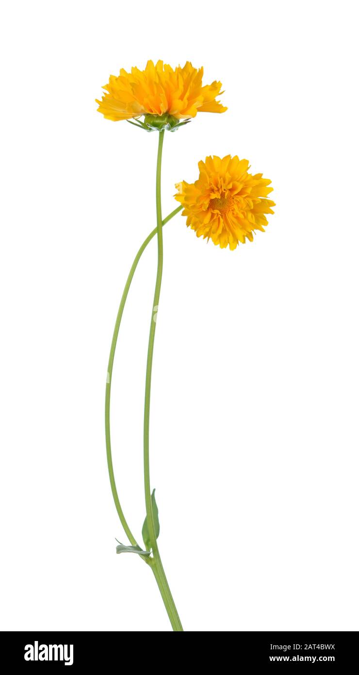Coreopsis fiori isolati su bianco Foto Stock