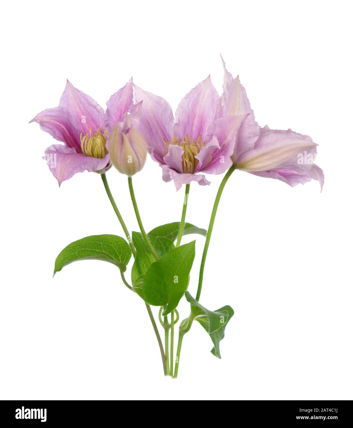 Un ramo di rosa fiori di clematis isolare su bianco Foto Stock