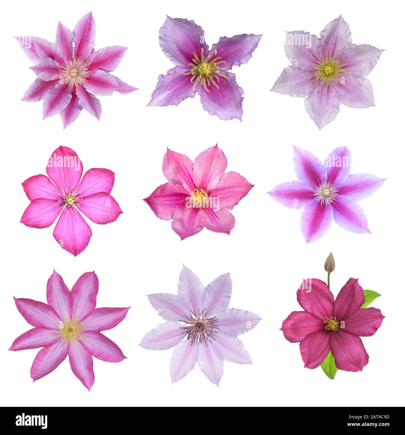 Clematis isolare rosa su bianco Foto Stock