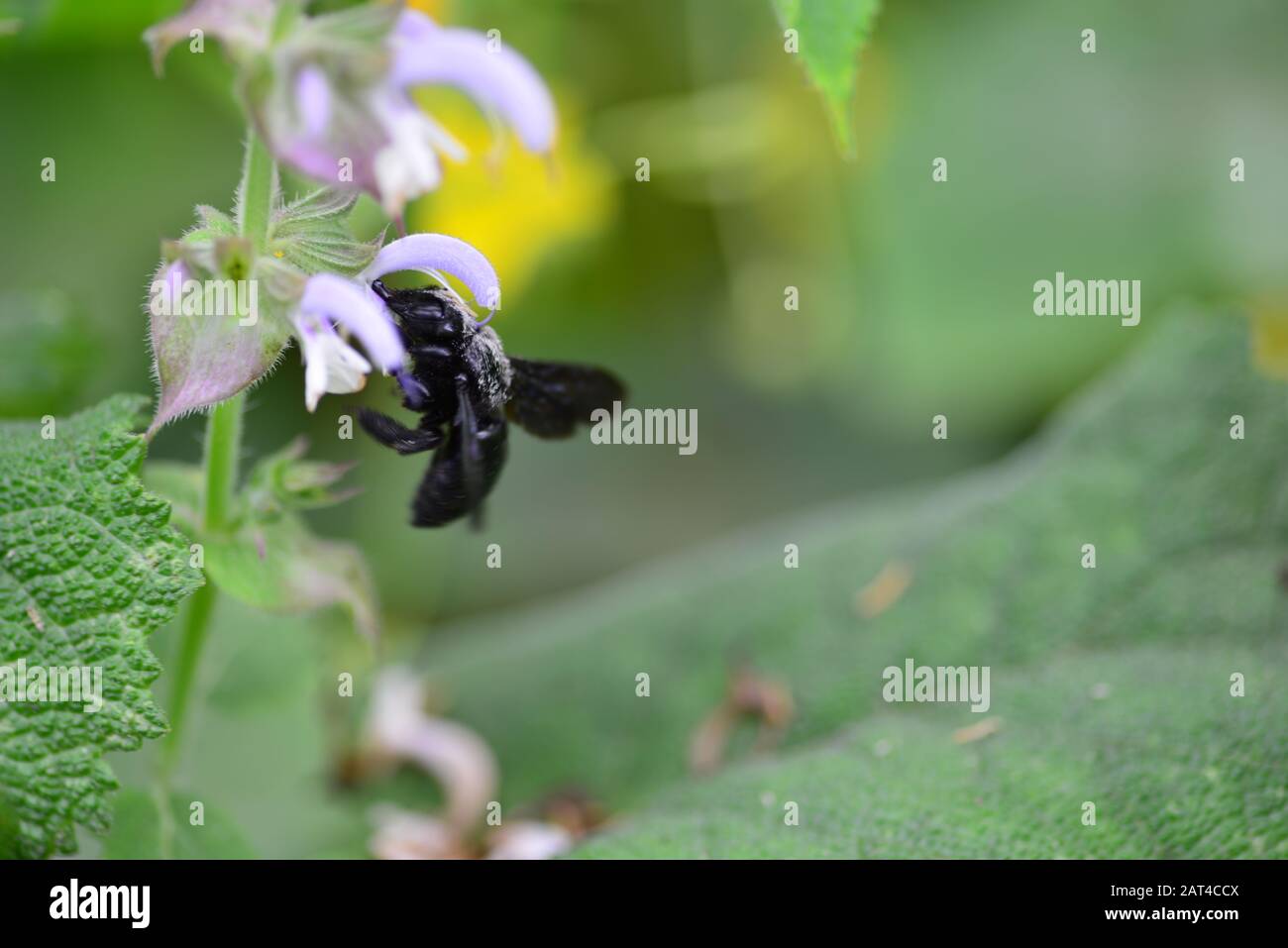 Ape nera che impollinano il fiore di salvia Foto Stock