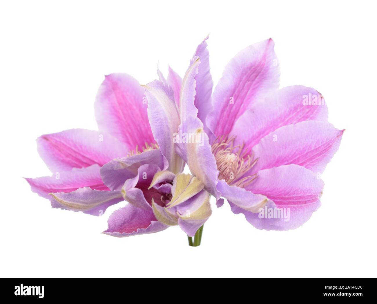 Un ramo di rosa fiori di clematis isolare su bianco Foto Stock