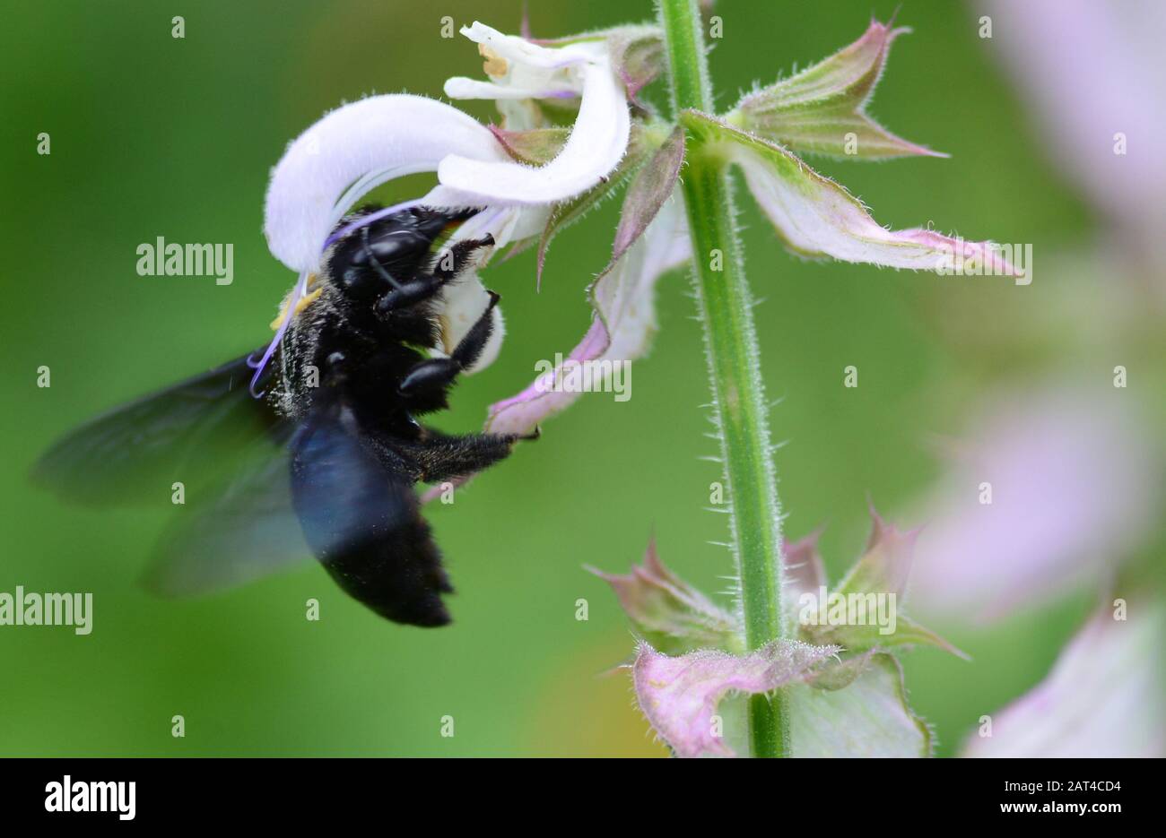 Ape nera che impollinano il fiore di salvia Foto Stock