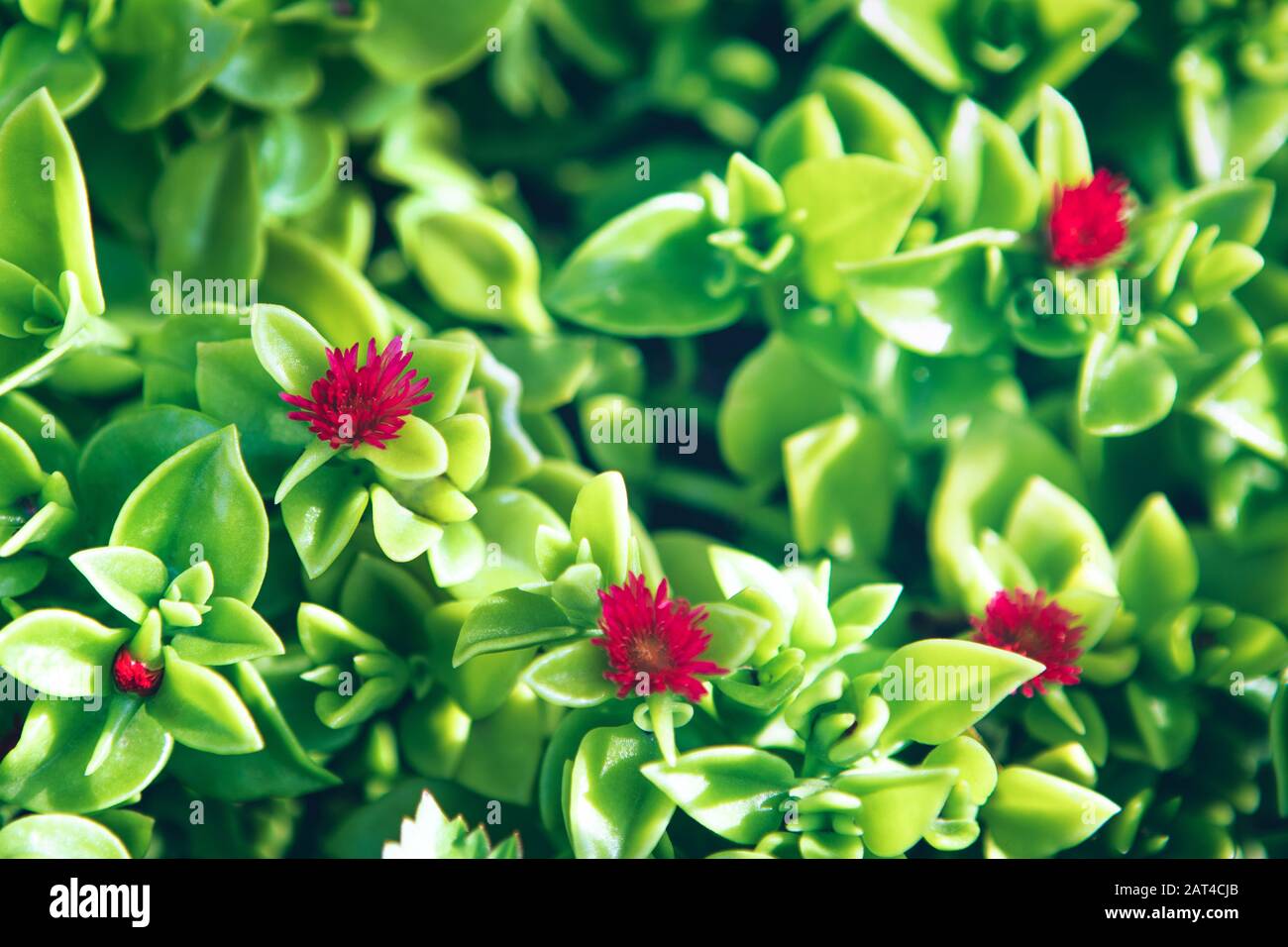 verde freshy tappeto succulento con fiori rossi Foto Stock