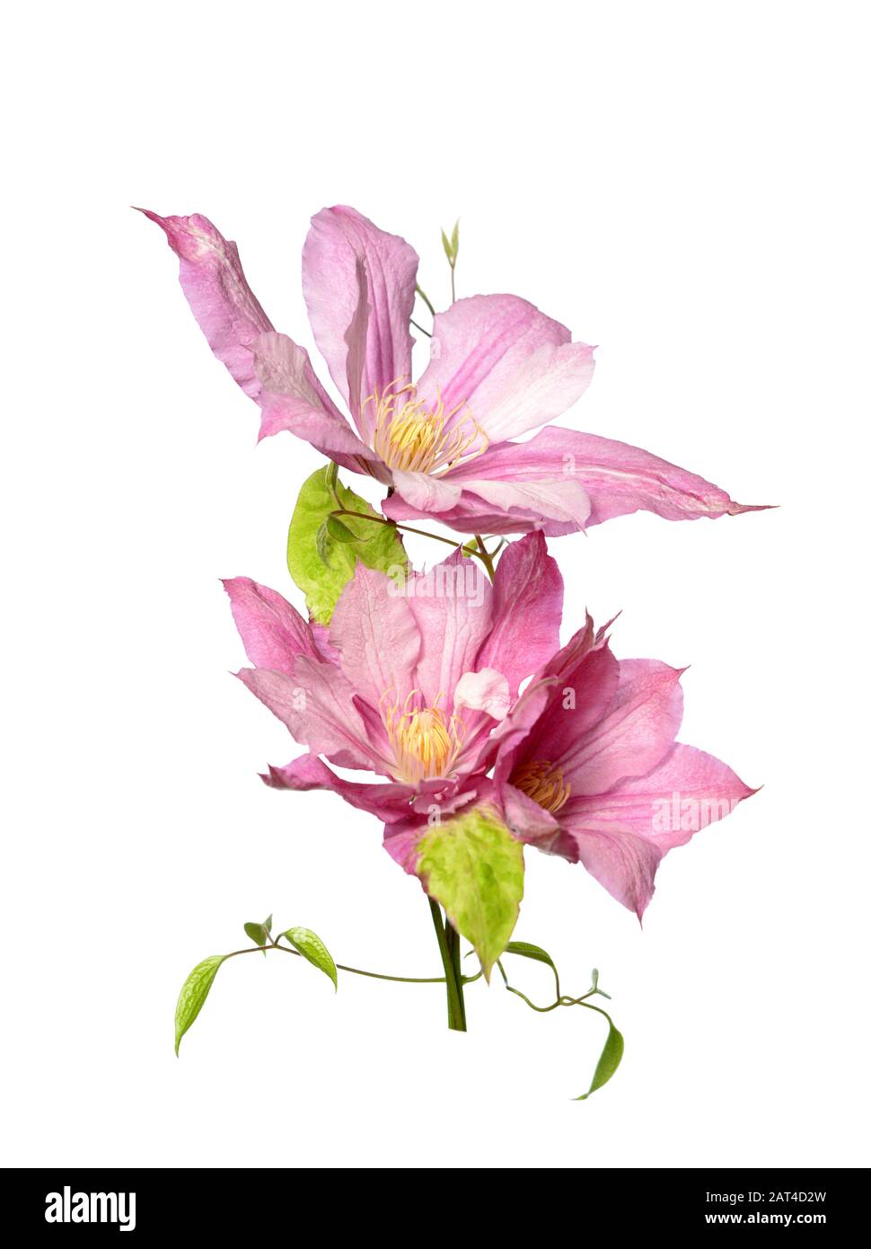 Clematide rosa fiori isolati su bianco Foto Stock