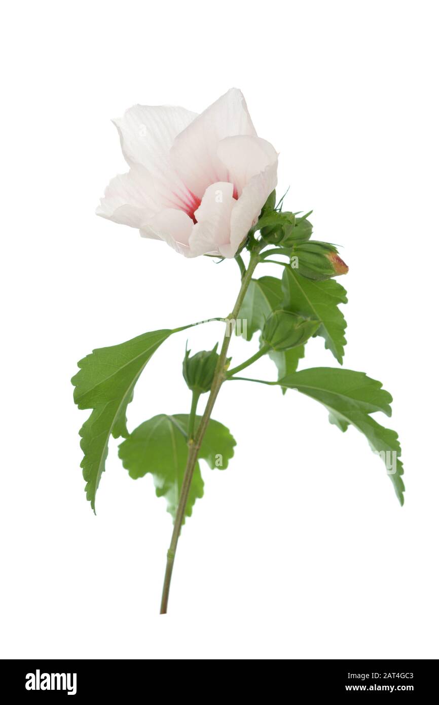 Impianto di fiori di ibisco isolare su bianco Foto Stock