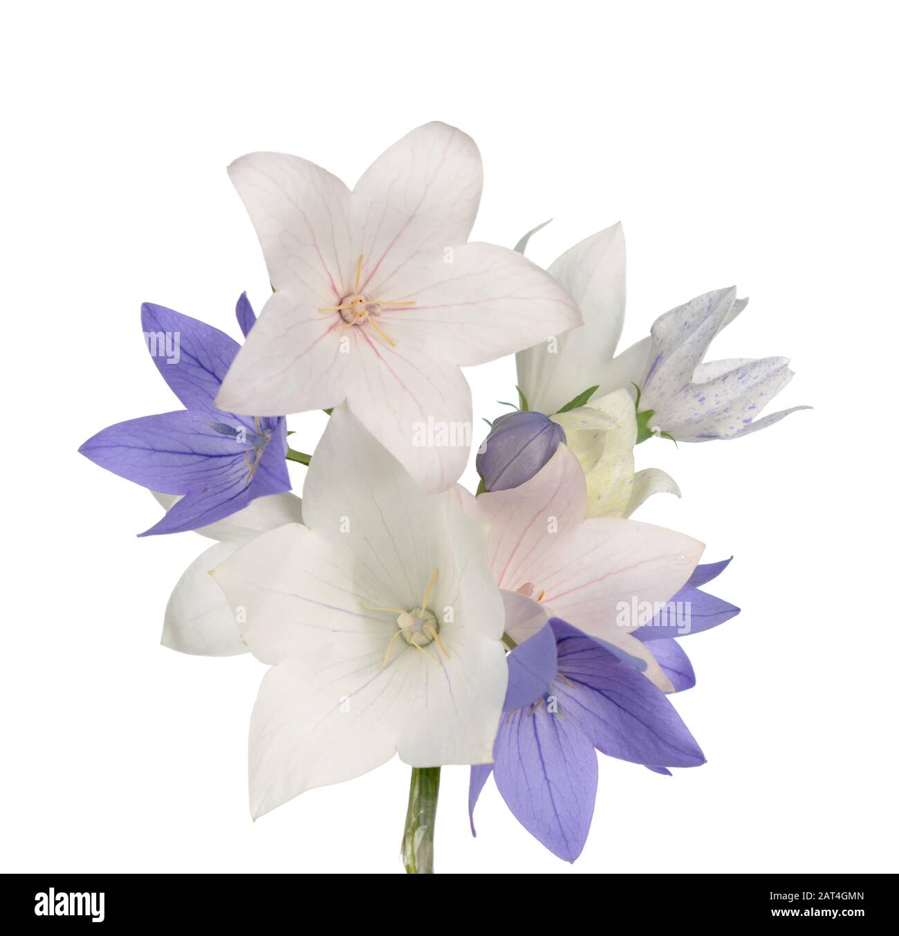 Platycodon grandiflorus fiore isolato su sfondo bianco Foto Stock