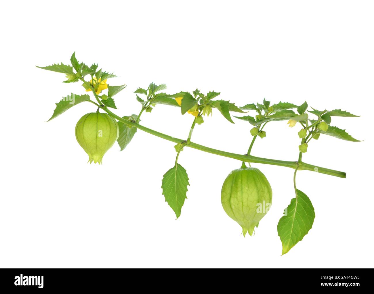 Tomatillo frutto su sfondo bianco Foto Stock