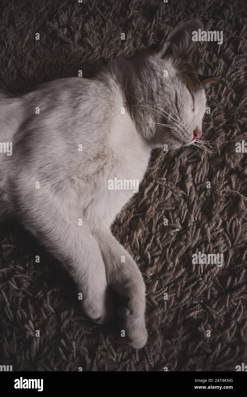 Llittle gatto bianco sul tappeto grigio. Sorride e purrs Foto Stock