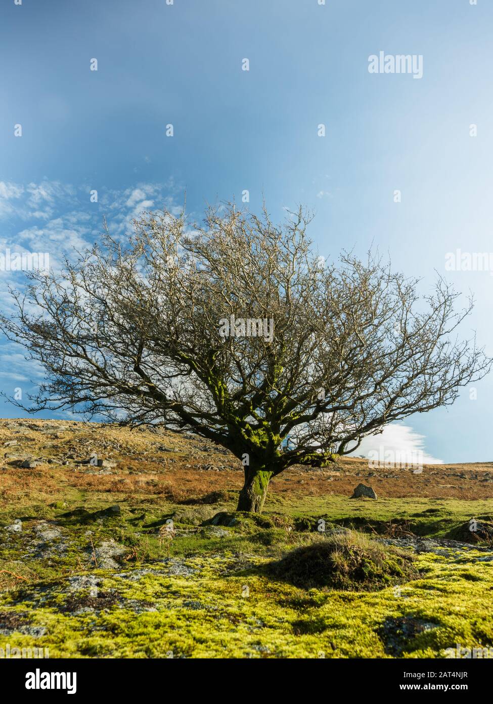 Lone albero sulle pendici di Arms Tor , Dartmoor Foto Stock