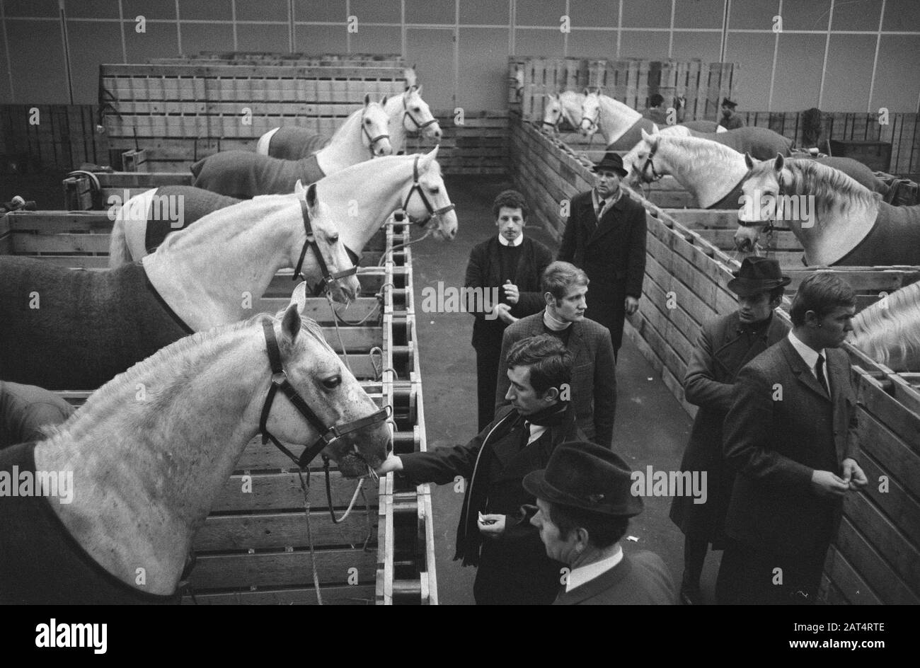 Jumping Amsterdam, Preparazioni; venti cavalli Lipizzaner dalla Scuola di Equitazione Spagnola a Vienna arrivano a cavalli RA in scatole Data: 28 Ottobre 1970 Località: Austria, Vienna Parole Chiave: Box, CAVALLI, competizioni, scuole di Equitazione e Nome dell'Istituto: Jumping Amsterdam Foto Stock