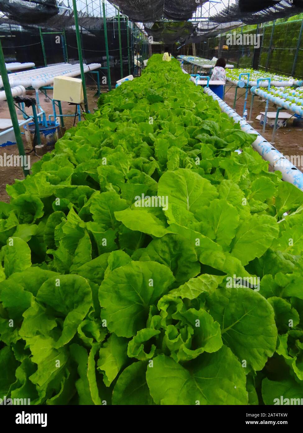 Agricoltura biologica di Lettuce Foto Stock