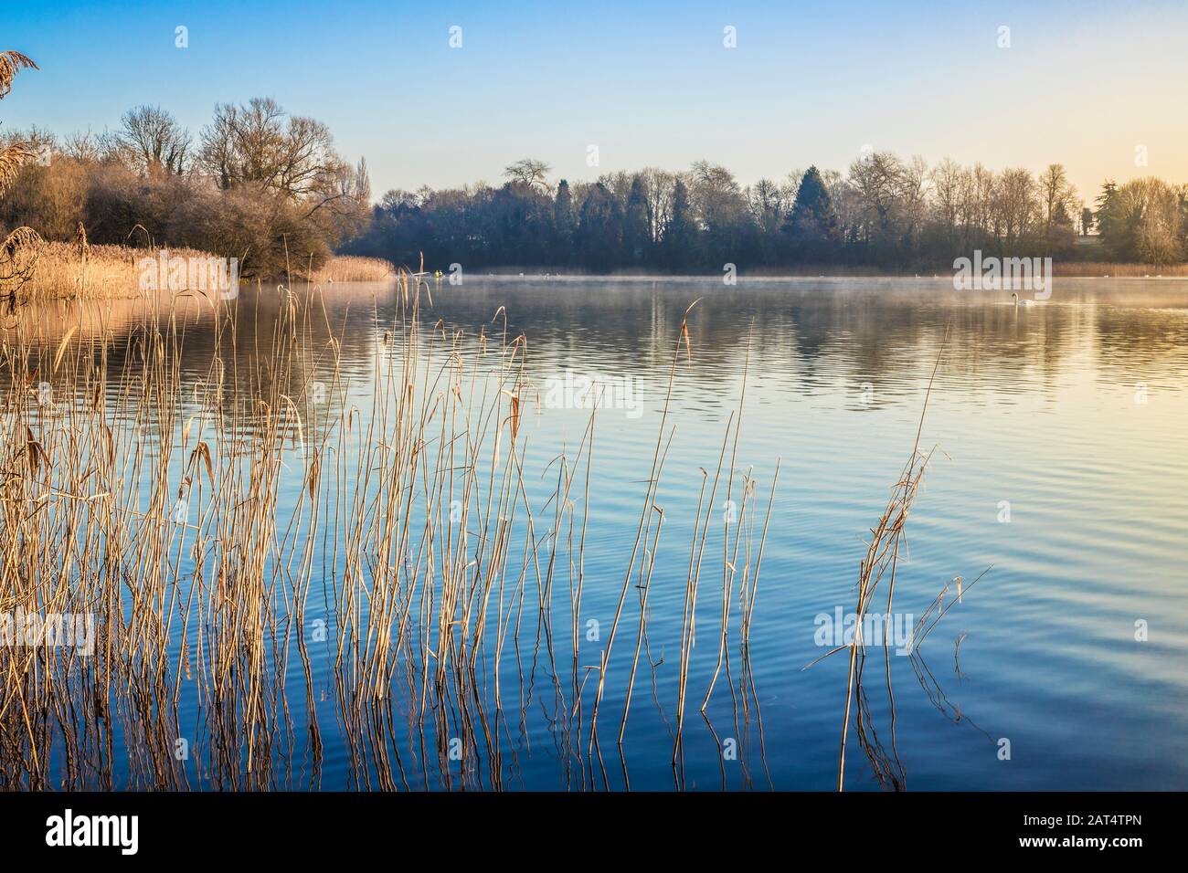 Una fredda mattina presto in inverno a Coate Water a Swindon. Foto Stock